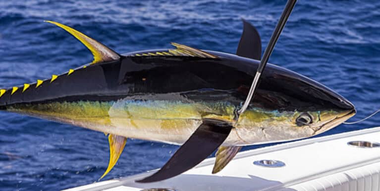 Tuna Fishing Adventure in Curaçao