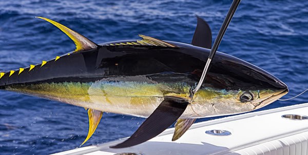 Tuna Fishing Adventure in Curaçao