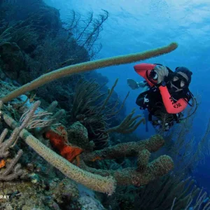 A diver in a red wetsuit explores a vibrant coral reef during the Discover Scuba Diving in Curaçao experience, surrounded by clear blue water, colorful marine life, and healthy corals.