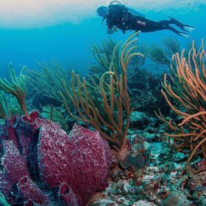 Rent a BCD from Go West Diving in Curaçao