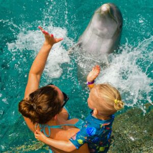 Discover the Magic of Dolphin Snorkeling in Curaçao