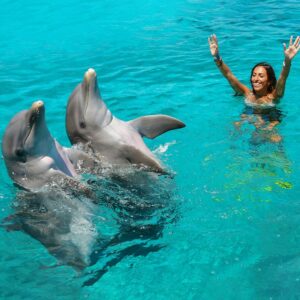 Dive with the Dolphins in Curaçao: An Unforgettable Adventure