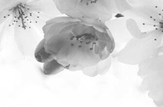 Natural Blends Esthetica