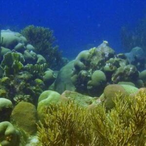 Discover Scuba Diving with an Integrated Dive Mask in Curacao