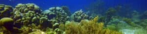 Discover the IDD Full Face Open Water Diver Course in Curacao