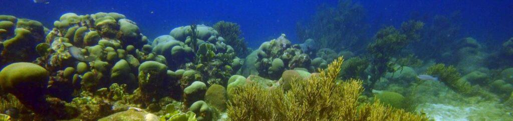 Advanced Open Water Course in Curacao: Dive Deeper with CuracaoTodo