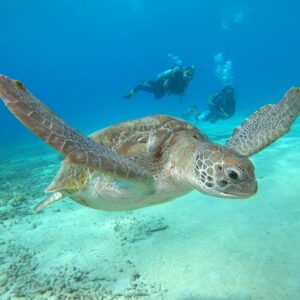 Dive into Sea Turtle Conservation with the Sea Turtle Awareness Specialty in Curaçao