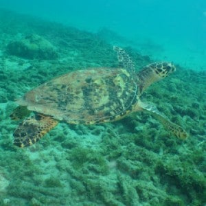 Playa Piscado