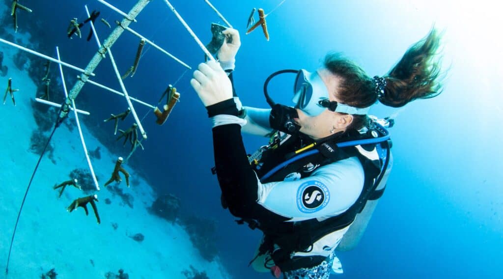 Duiken voor een doel: Koraalherstel Specialty Cursus op Curaçao