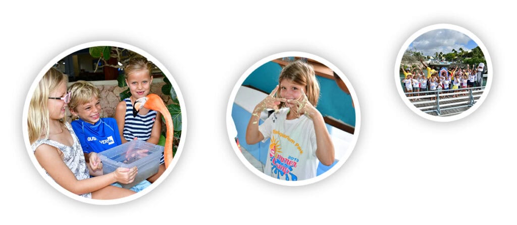 Discover the Marine Wonders with Curacao Sea Aquarium's School & Social Projects