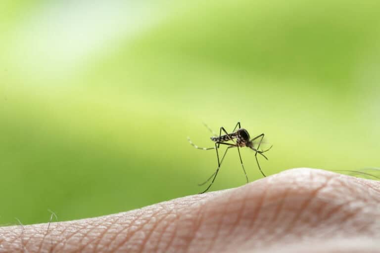 Are mosquitoes bad in Curaçao