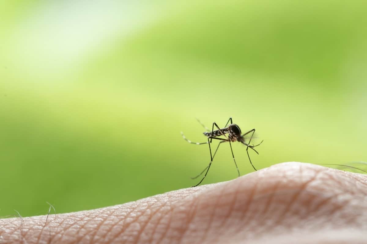 Are mosquitoes bad in Curaçao