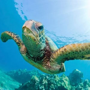 Curacao zoo