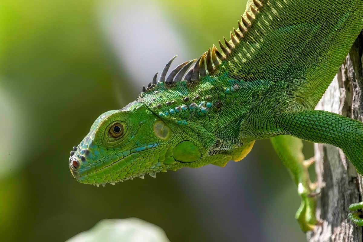 dieren in Curaçao