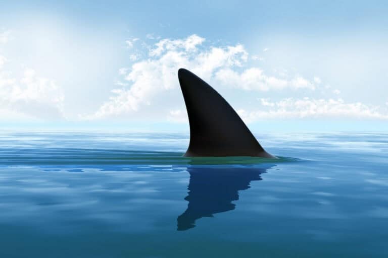 are there sharks in curacao