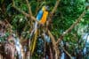 birds of curacao