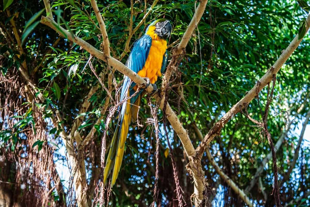 birds of curacao