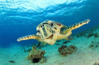 curacao animals