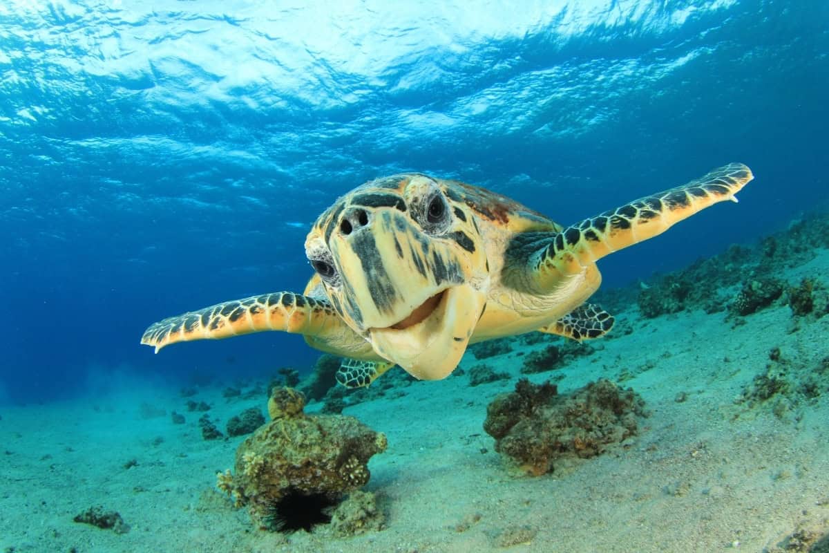 curacao animals