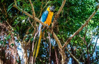 curacao bird