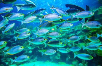 curacao fish