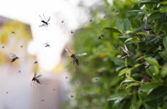 mosquitoes in curacao