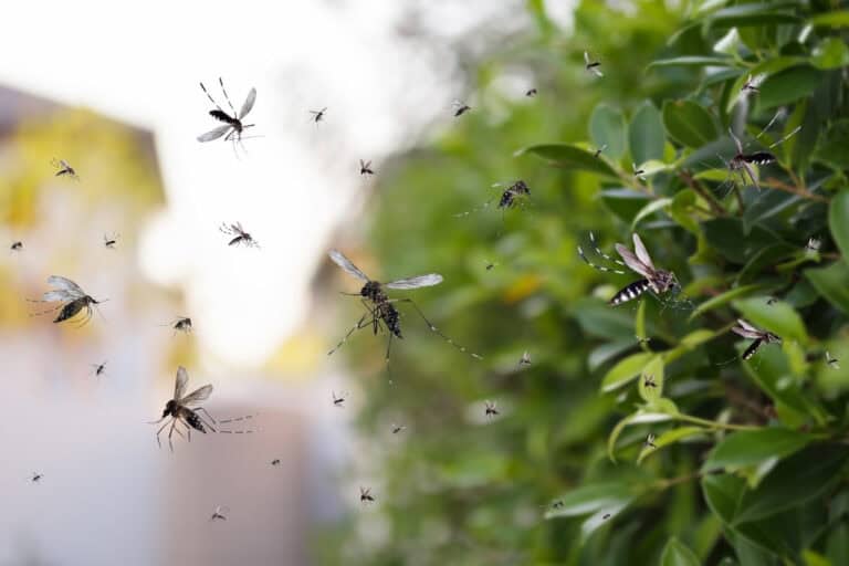 mosquitoes in curacao