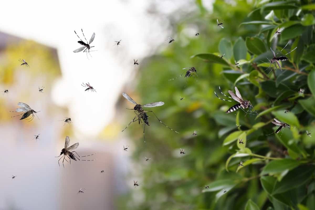 mosquitoes in curacao
