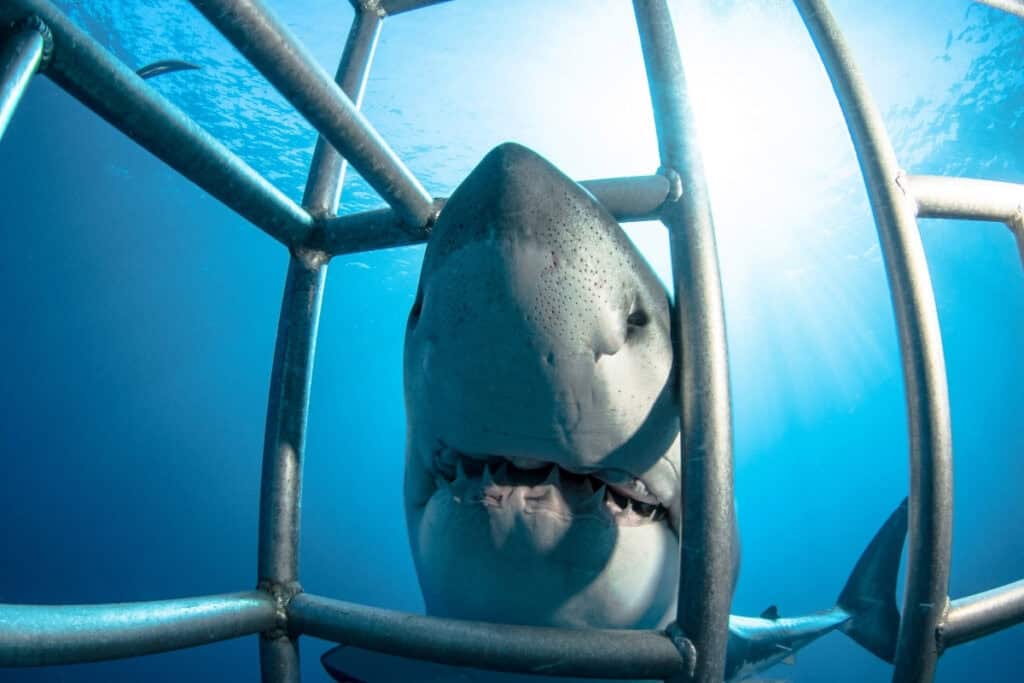 shark attacks in curacao