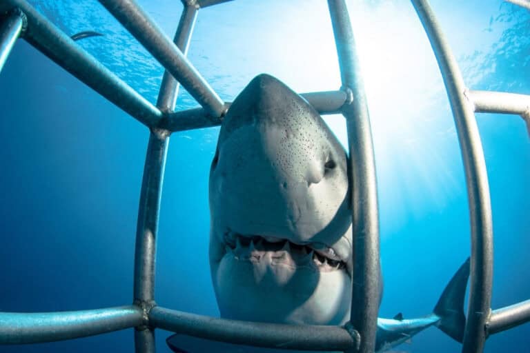 shark attacks in curacao