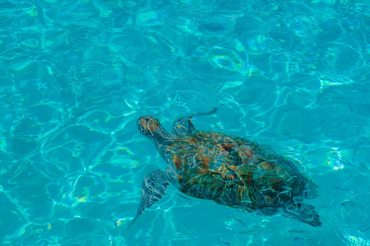 turtles curacao