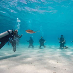 Unique Diving