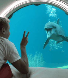 Animal Encounter