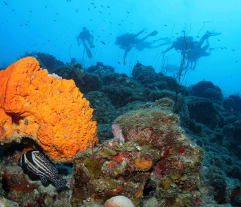 Discover the Underwater Wonders with a 2 Tank Guided Dive at Blue Bay House Reef