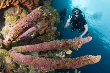 Completa tu certificación PADI Open Water en Curazao con Blue Bay Dive & Watersports