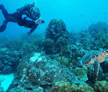 Dive into Adventure with Coral Divers: 1 Tank Guided Shore Dive House Reef