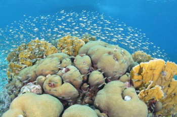 Explora las Maravillas de Curazao con una Inmersión Guiada de 2 Tanques desde la Orilla