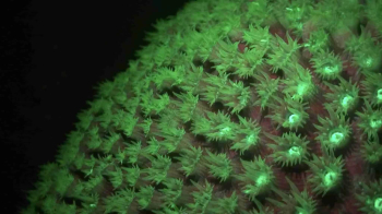 Experience the Magic of Fluorescent Night Diving in Curaçao
