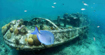 Buceo en barco con un tanque con Ocean Encounters en Curazao