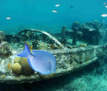 Explore the Wonders of Curacao with Ocean Encounters’ One Tank Boat Dive