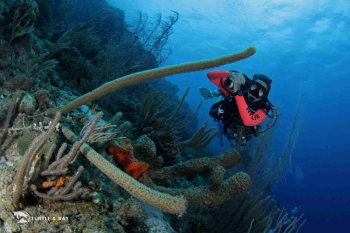 Curso Discover Scuba Diving en Curazao