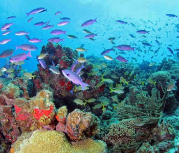 Discover the Underwater World with the PADI Fish Identification Specialty Course in Curaçao