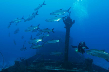 Sumérgete en la Historia: Explorando el Naufragio del Superior Producer en Curaçao