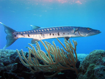 Aventura de pesca de barracudas en Curaçao