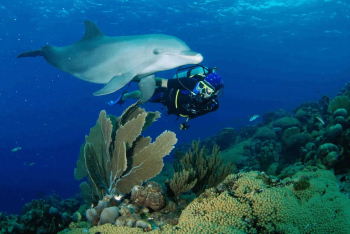 Sumérgete en la aventura: buceo con delfines en aguas abiertas en Curazao