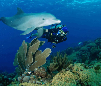 Dive into Adventure: Open Water Dolphin Dive in Curaçao