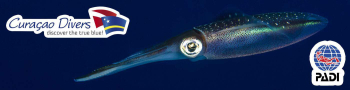 Dive into Curaçao: A Wonderland of Diving