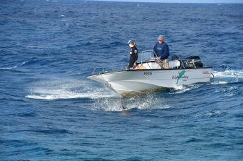 Dive into the Magic of Dolphin Training at the Dolphin Academy Curaçao