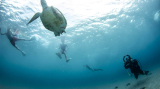 Sea turtles on Curacao