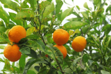 What fruit is Curaçao known for?